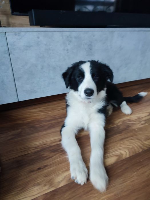 Piesek Border collie FCI