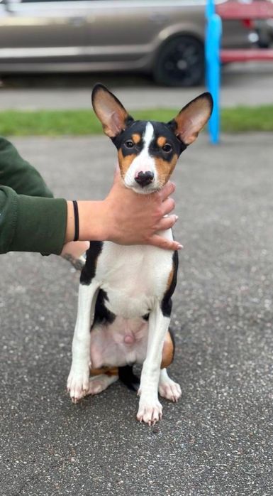 Щенки басенджи шоу класса