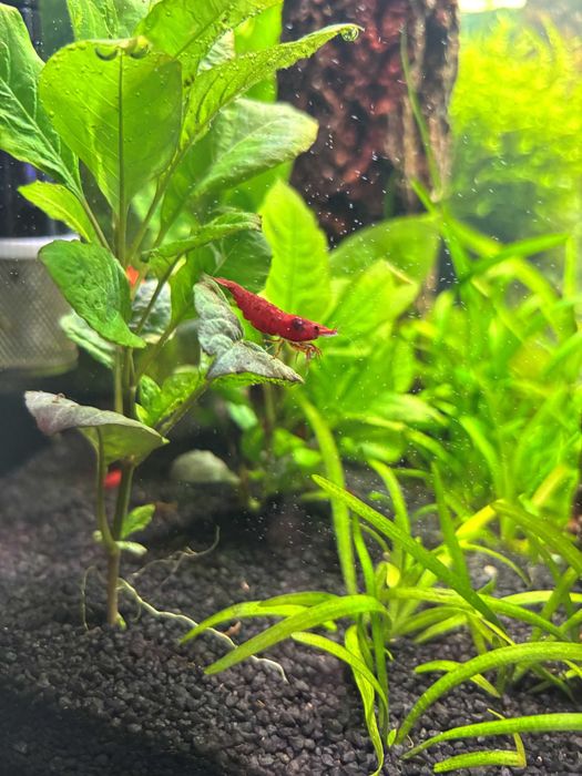krewetki neocardina red cherry - zestaw 10szt