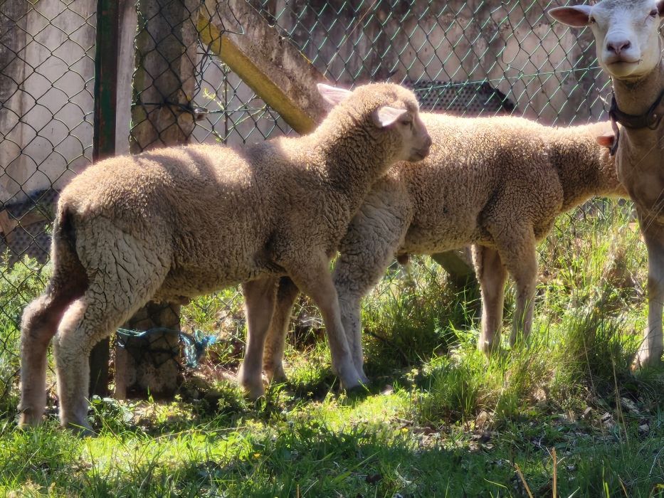 Borregos machos Ilê de france 6 meses
