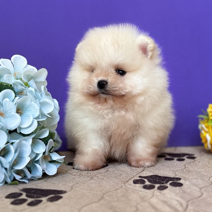 ляльковий Ведмедик шок классу