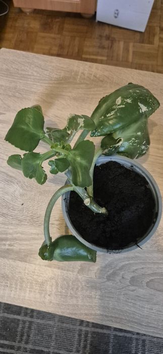 kwiat kalanchoe oddam