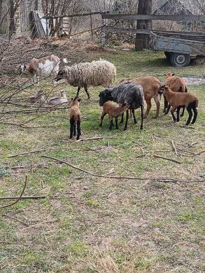 Owce kamerunskie kozy wrzosówki
