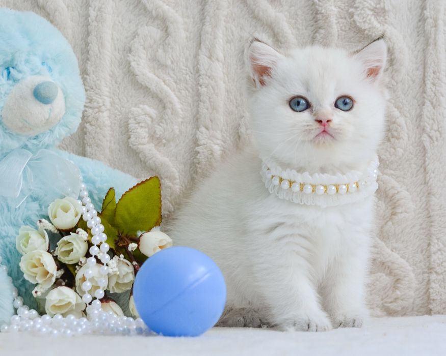 Кішечка золотий колор поінт