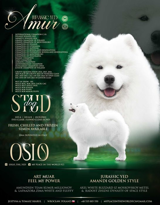Samoyed Szczeniak Suczka ZKwP