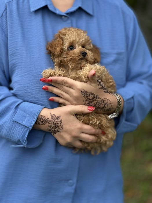 Продається міні дівчинка мальтіпу, дуже ніжна