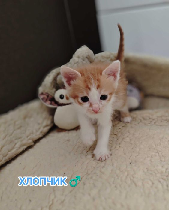 Кошенята, Кошеня