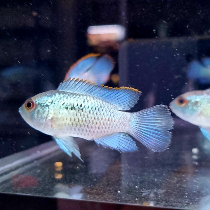 Akara electric blue