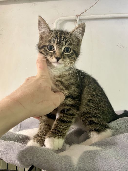 Котенок маленький мальчик полосатый с белыми носочками