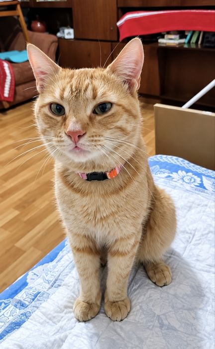 Рудий котик красень шукає дім