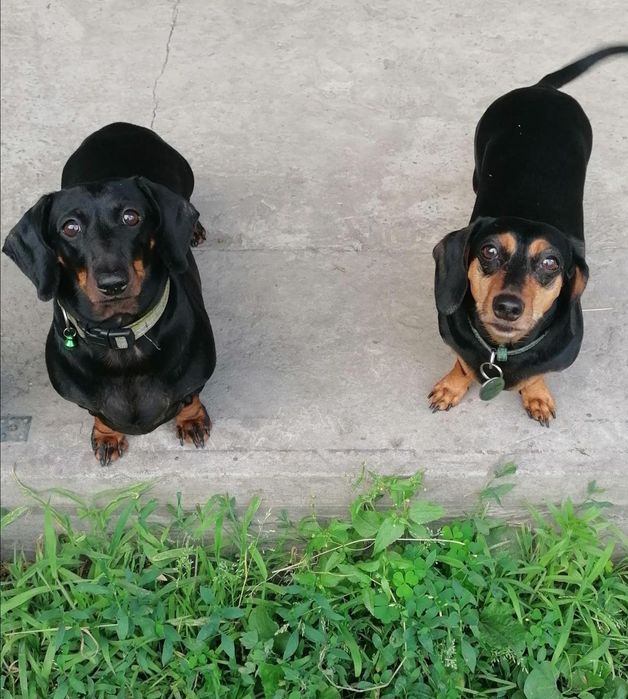 Перетримка собак(маленьких та середніх порід))