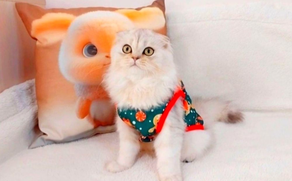 Срібний шиншила хлопчик красунчик шотландик Скотіш Фолд