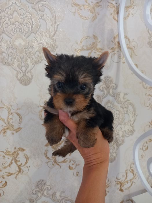 Радость в   дом !