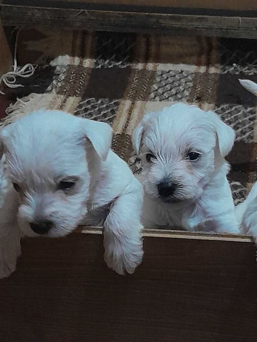 suczka sznaucer miniaturowy