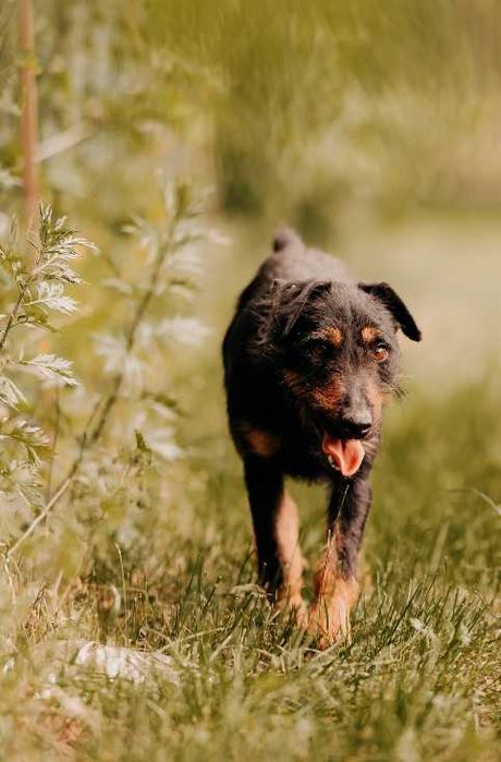 Charlie w typie Teriera szuka domu