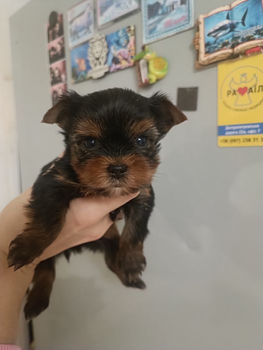 Курносое чудо чадо )