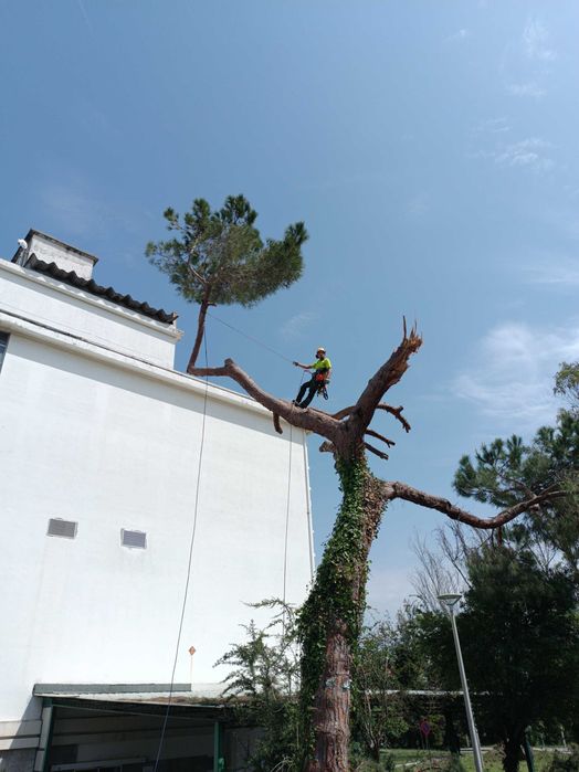 Serviço de poda e abate de árvores