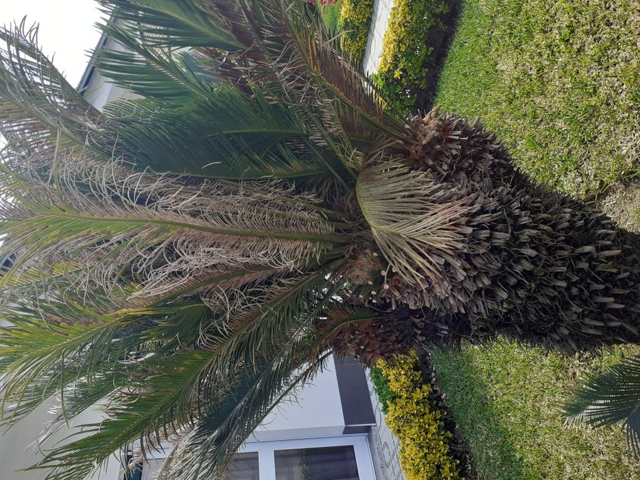 Sica de jardim com 175 de altura 4 cabeças