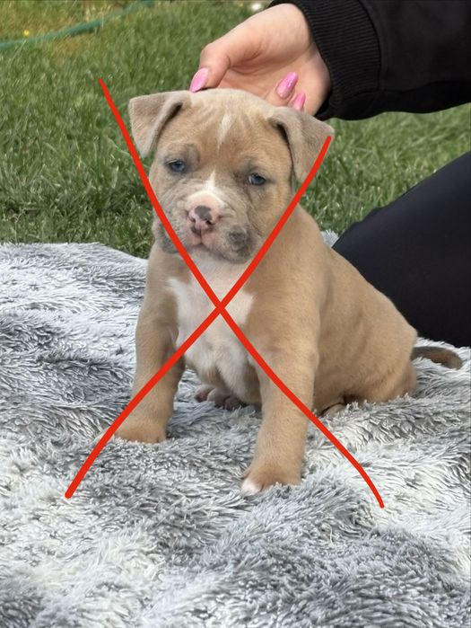Genialne szczeniaki Amstaff z rodowodem.