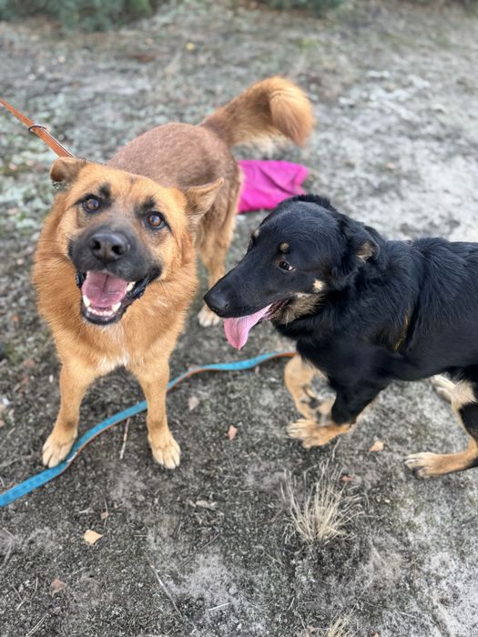 Fox - pies idealny do adopcji