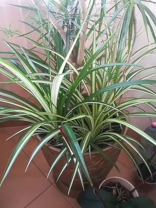 Вазон  хлорофітум в горшку великому з позолотою, 599