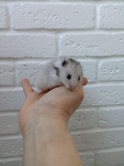 Большие маленькие хомячки серый рыжий пушистый хомяк  Харьков доставка