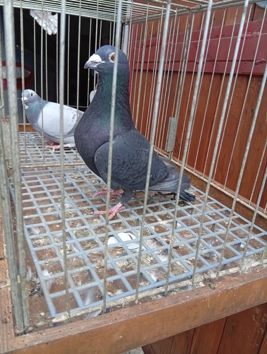 Gołębie pocztowe gołąb pocztowy