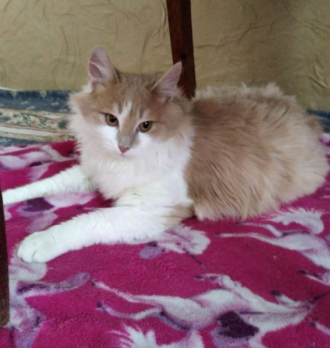 Хлопчик шукає родину!