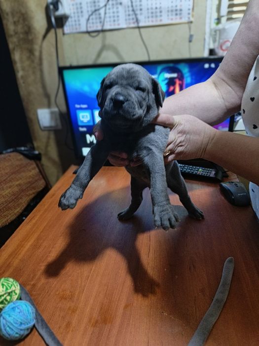 Відкрит продаж щенят Кане Корсо!!!