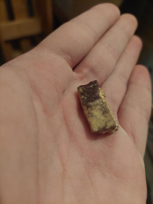 Fóssil dente de raia
