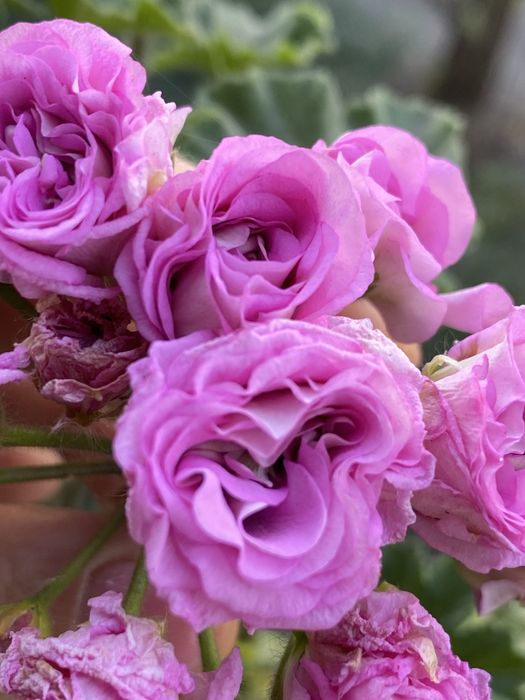 Ехеверія,паперомія,еоніум,пеларгонія марлезон2, пеларгонія Анна-Жанет