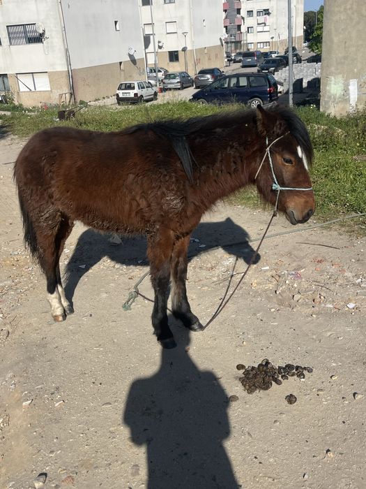 Burro e garrana mansos