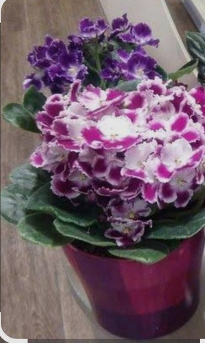 Фиалки молодые кустики