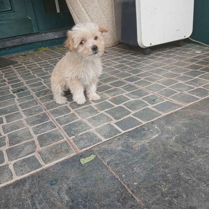 Cachorrinhos para adoção responsável
