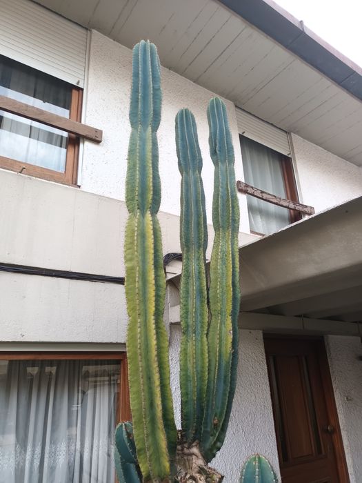 Cactos Cereus jamacaru
