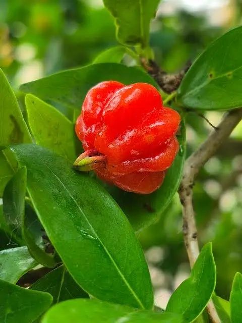 Vendo Pitangueira (Eugenia uniflora)