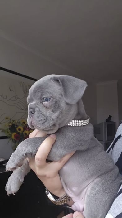 Bulldog francês Lilac