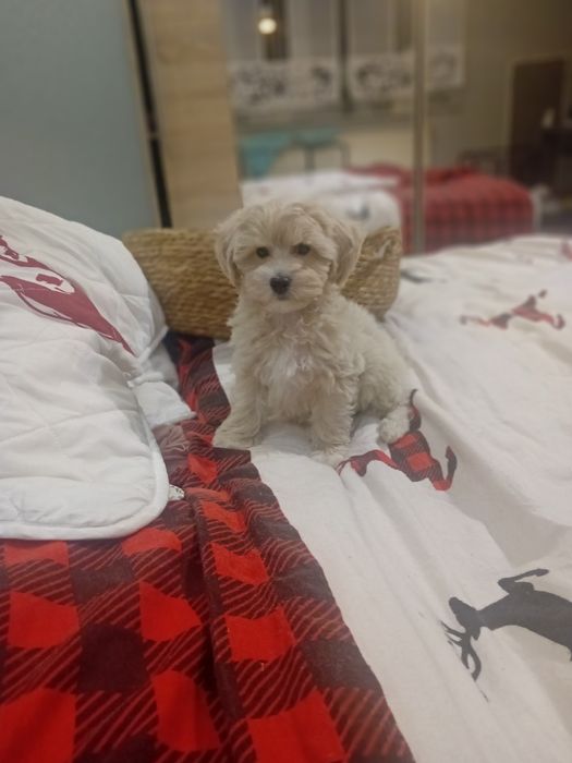 Maltipoo ,maltańczyk ,pudełek toy