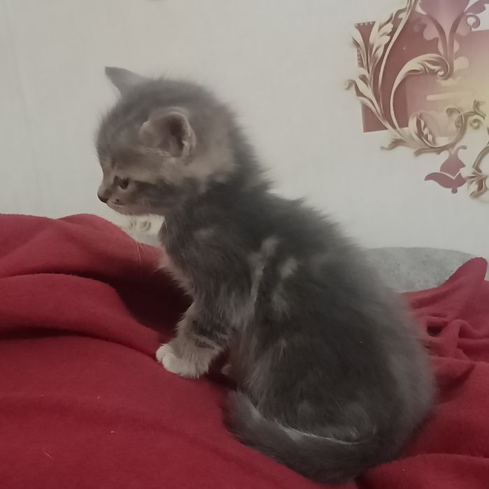 Кошеня шукає родину