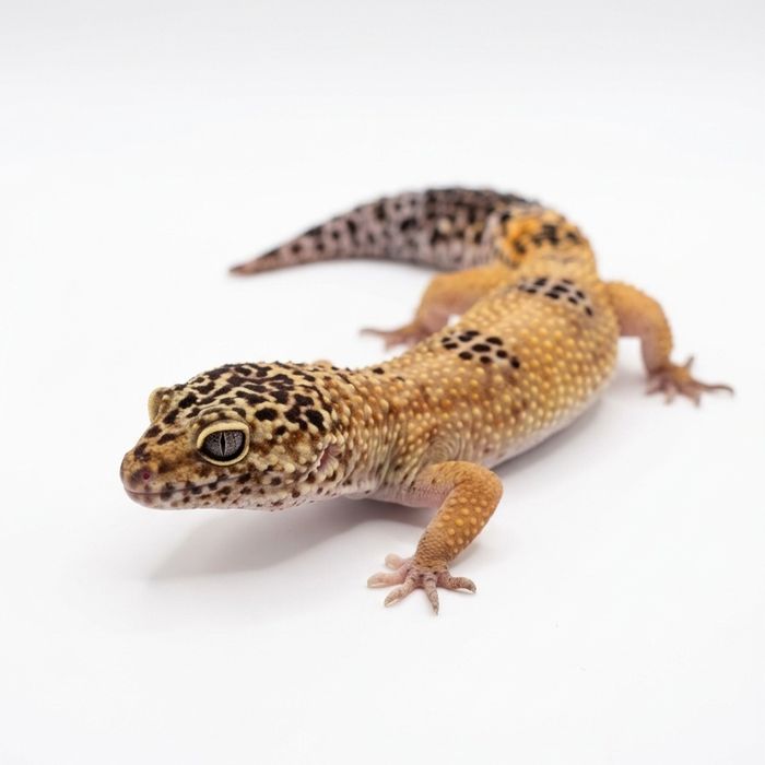 Gekon/Eublefar Lamparci Samica