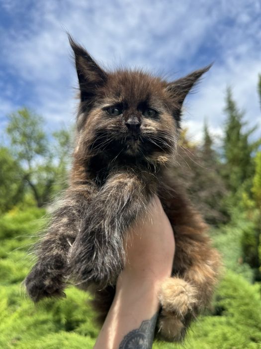 Мейн-Кун Девочка Black Smoke Tortie