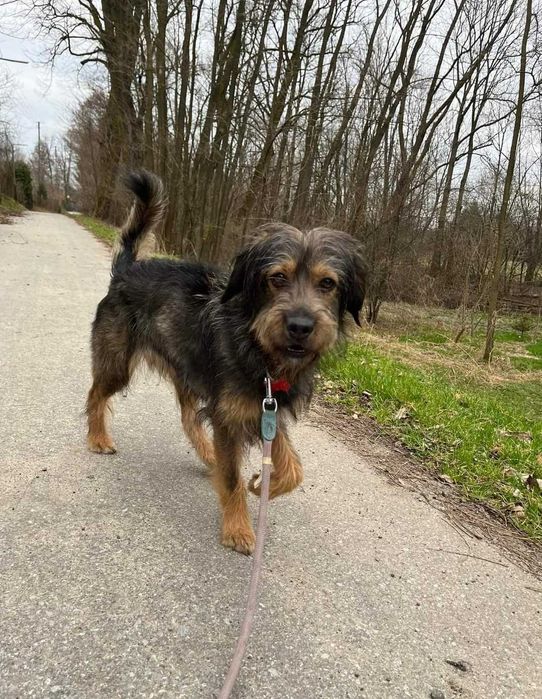 Cudowna Tosia szuka domu