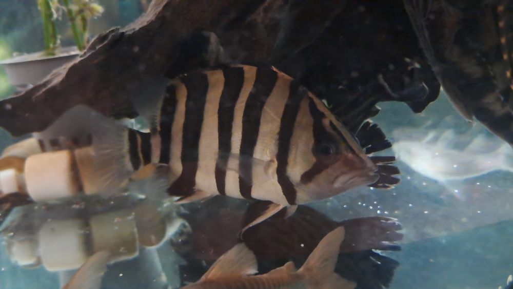Vendo datnoids microlepis e polota