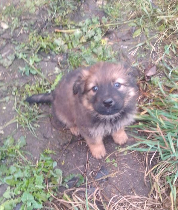 Цуцики в добрі руки /стерилізація дівчаток  за наш рахунок