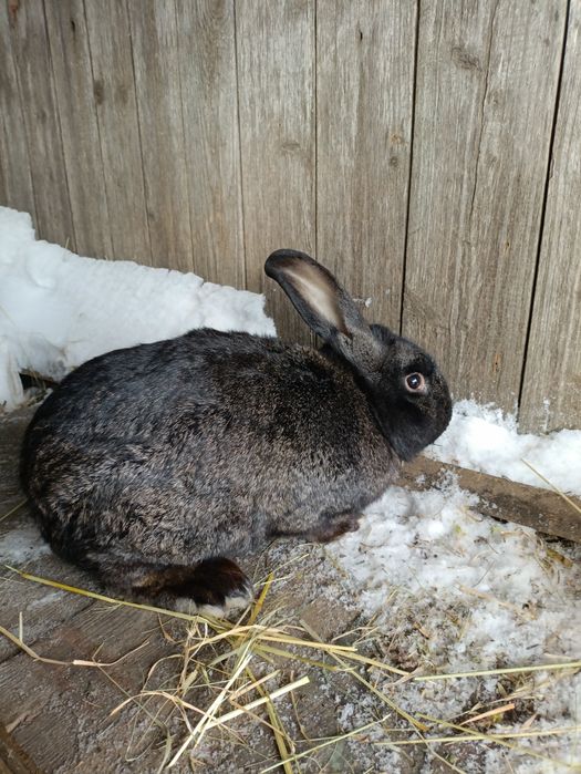 Кріль,  2 шт кролиці та 3шь 2міс.кроленят