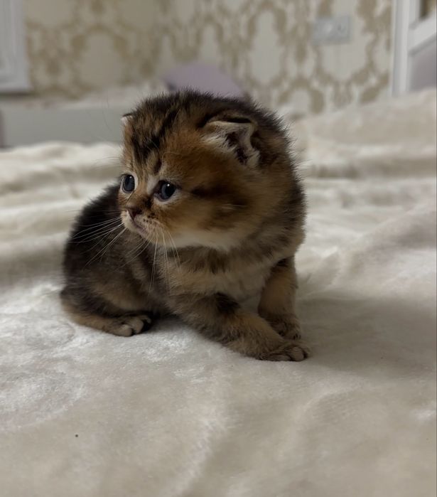 Шотландський котик