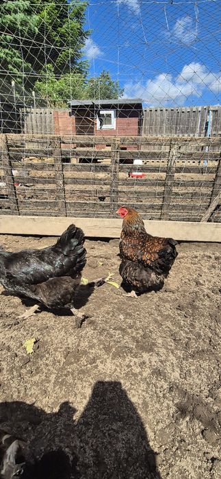 Sprzedam kury różnych ras typu Marans araukana wajandota