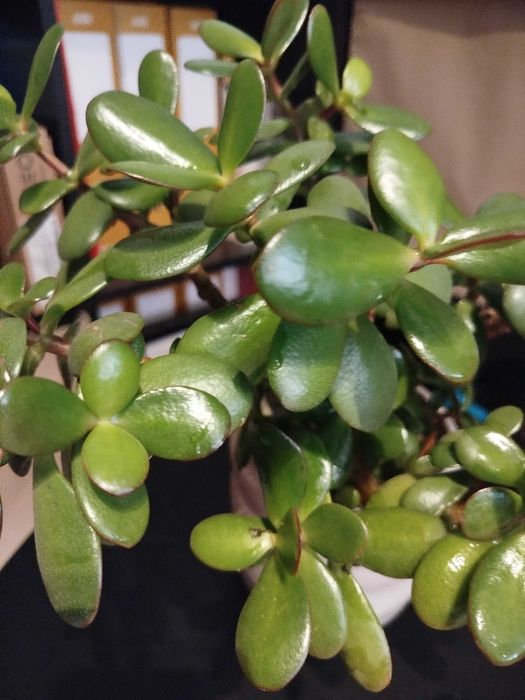 Suculenta: Flor de jade, famosa por atrair prosperidade