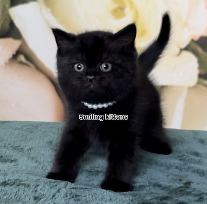 Дуже красиві чорні кошенята