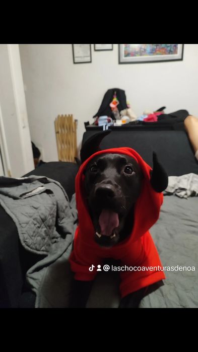 Serviço de passeio e creche para cães